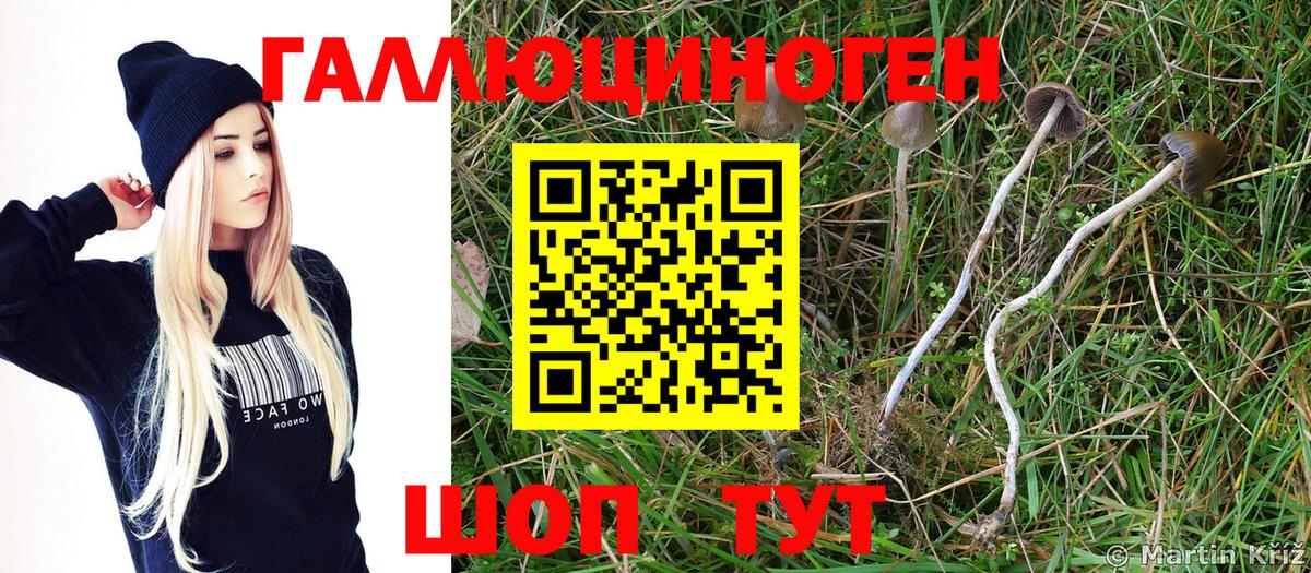 Галлюциногенные грибы мухоморы Гусиноозёрск